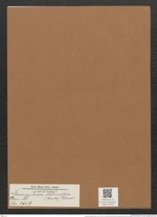 Licmophora dalmatica (Kuetz.) Grun. (de-Toni-Nr.: Genus 86, Species 2959) Zeichnungen Sammlung Grunow Mappe 03142 (Herbarium_W_Grunow_drawings_Folder_03142)